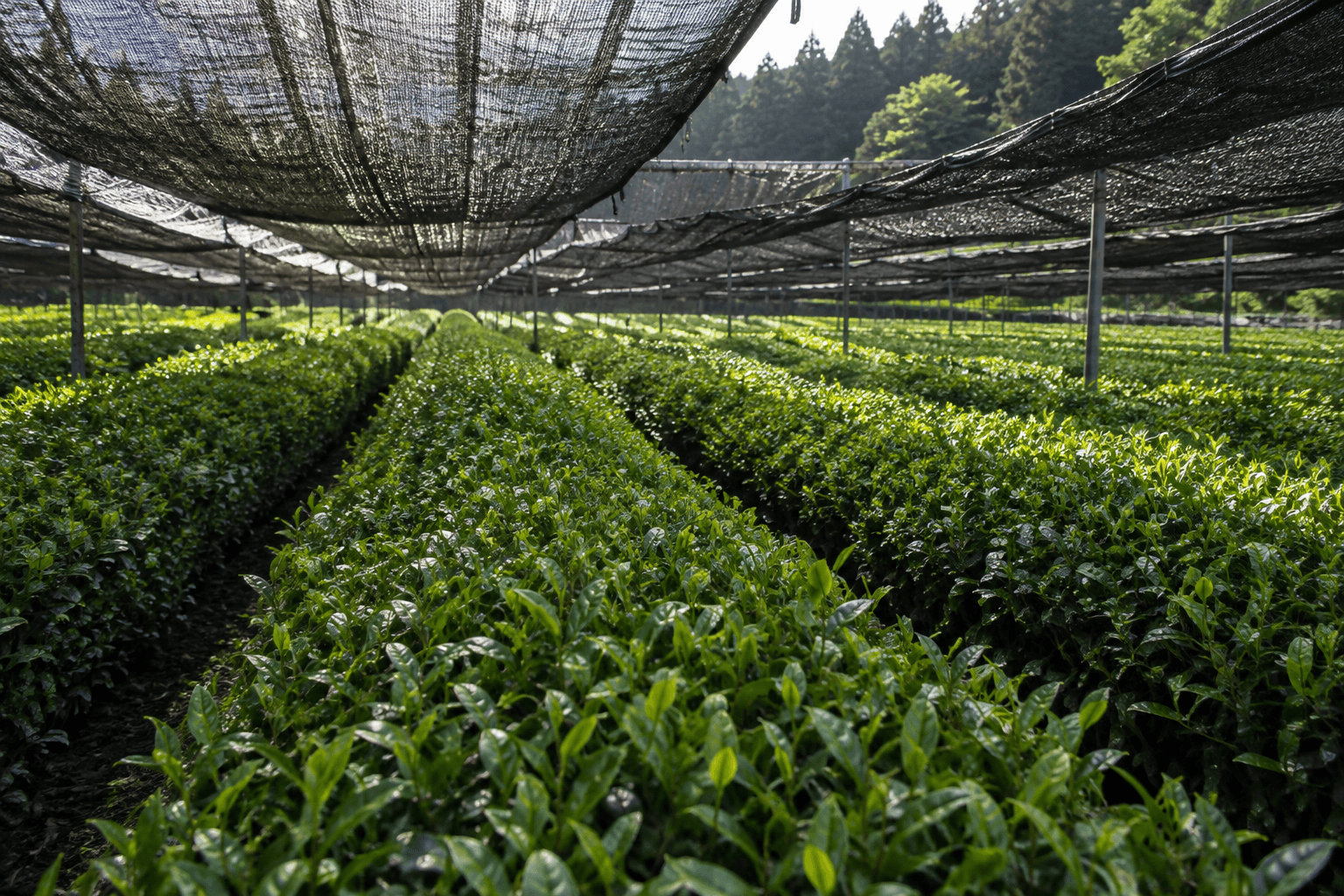 Tea plants growing beneath shade canopies in Japan