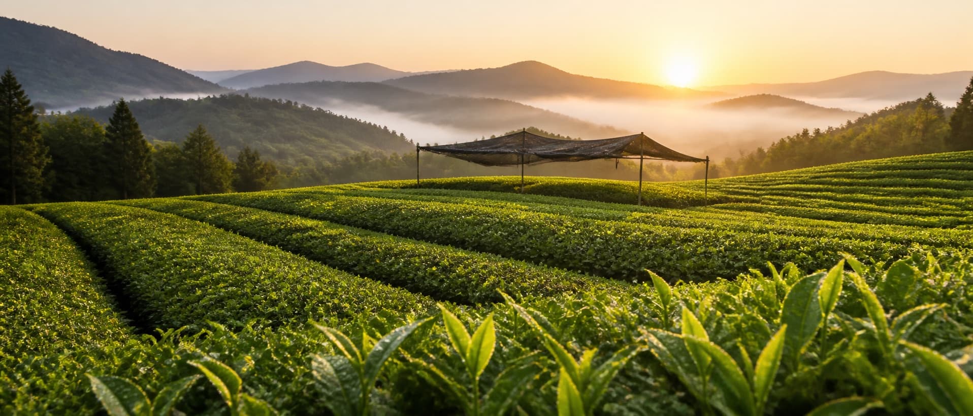 A shaded tea garden in the mountains at sunrise